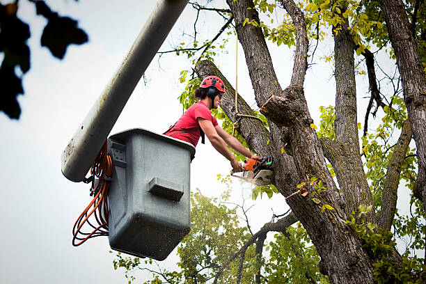 Seasonal Cleanup (Spring/Fall) in Akron, IN